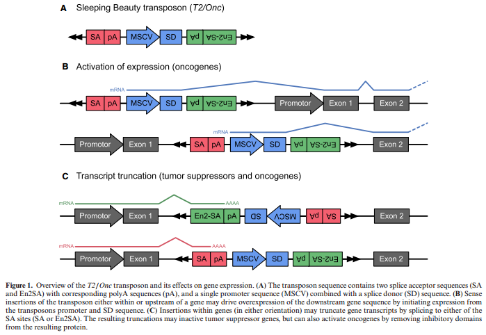 Transposon_gene_expression